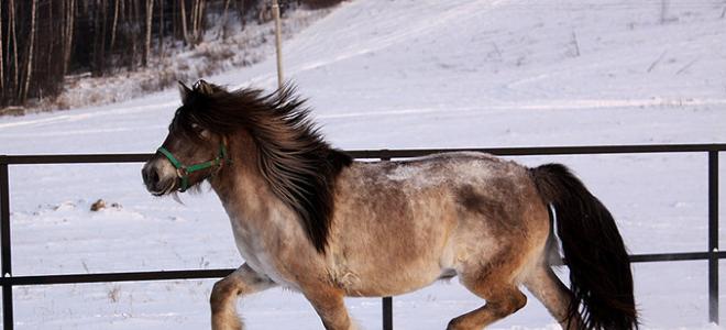 Экстерьер, характер и использование якутских лошадей Якутская лошадь описание породы